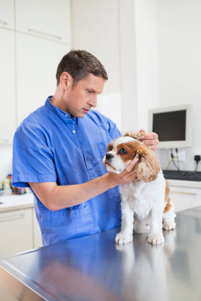 istock Veterinarian examining dog in vet's surgery 164853829