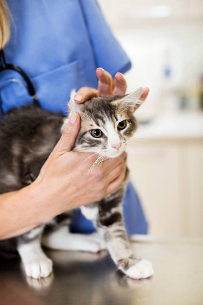 istock Veterinarian examining cat in vet's surgery 164853832