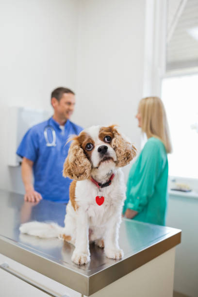 istock Dog sitting on table in vet's surgery 164853833