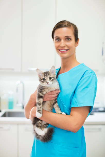 uśmiech lekarz weterynarii trzyma kot w weterynarii lekarski - portrait animal hospital embracing holding zdjęcia i obrazy z banku zdjęć