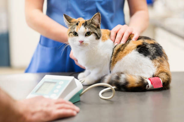 istock Veterinarian examining cat in vet's surgery 164853873