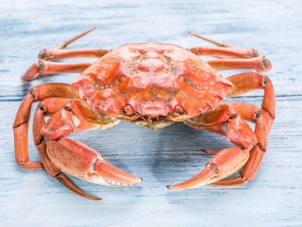 istock Cooked crab on old blue wooden table. 1648539860