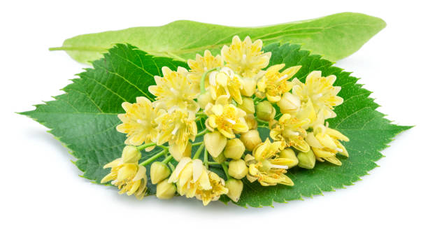 istock Linden flowers or lime tree flowers isolated on white background. 1648540392