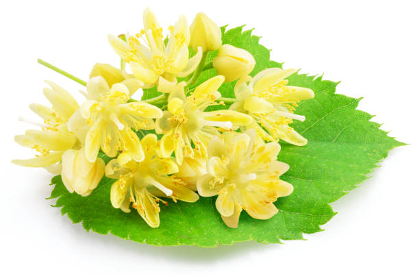 istock Linden flowers or lime tree flowers isolated on white background. 1648540414