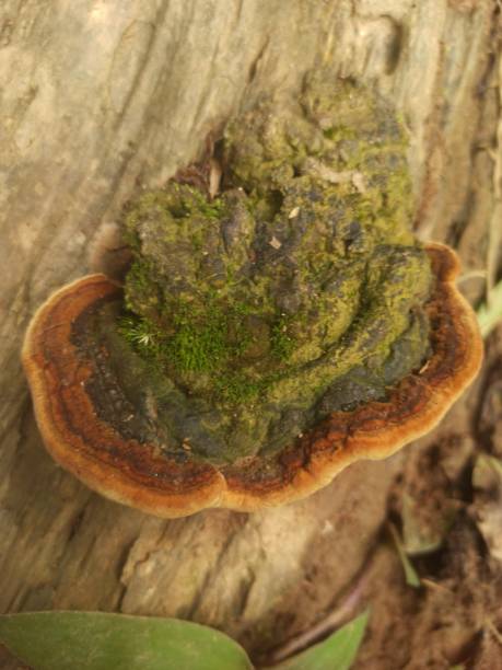 istock Reishi mushrooms are 10 years old. 1648541529