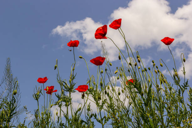 papaver rhoeas или мак обыкновенный, красный мак — однолетнее травянистое цветущее растение семейства маковых, papaveraceae, с красными лепестками - poppy capsule стоковые фото и изображения