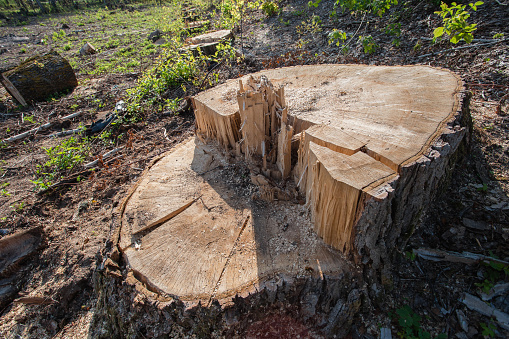 Consequences of a tornado during a hurricane - uprooted trees - removal of trees and branches