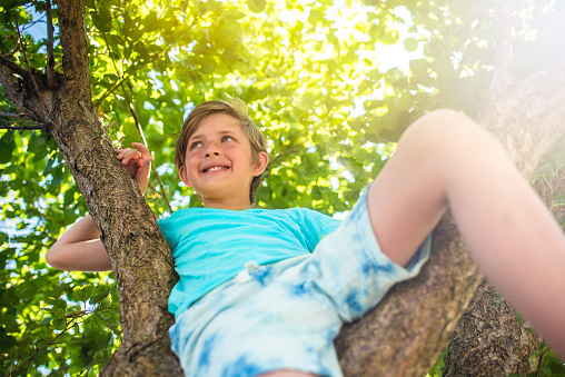 A 10 year old boy climbs a tree on a sunny day. a small child sits on a tree branch on a summer vacation in the park.