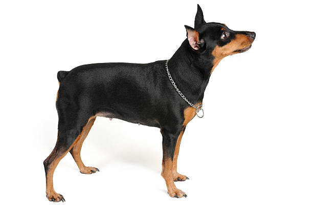 istock Stance of the dog 164855386