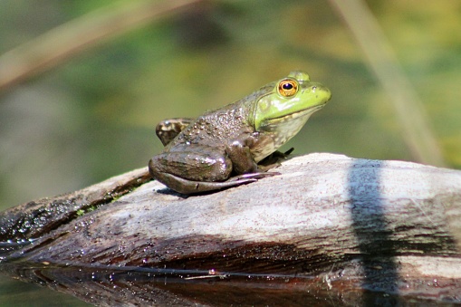A wild green frog resting on land next to a pond.