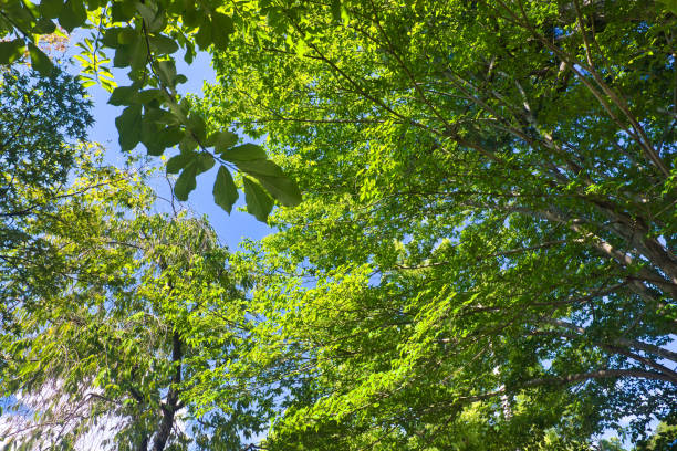 istock Summer sunny blue sky and fresh greenery ecological image 1648571011