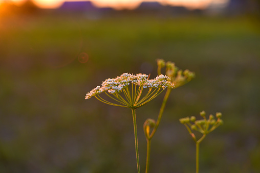 Wildflowers in the rays of the summer setting sun. Pimpinella saxifraga. Apiaceae.