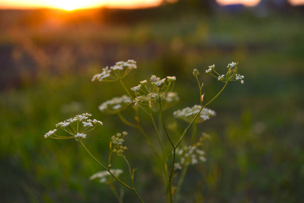 Wildflowers in the rays of the summer setting sun. Pimpinella saxifraga. Apiaceae. Wildflowers in the rays of the summer setting sun. Pimpinella saxifraga. Apiaceae. pimpinella saxifraga stock pictures, royalty-free photos & images