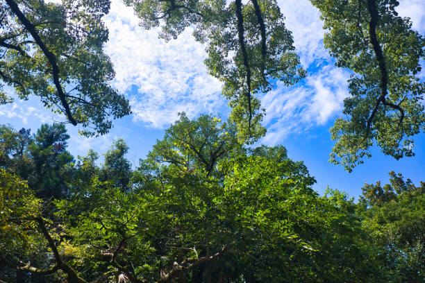 istock Summer sunny blue sky and fresh greenery ecological image 1648572175