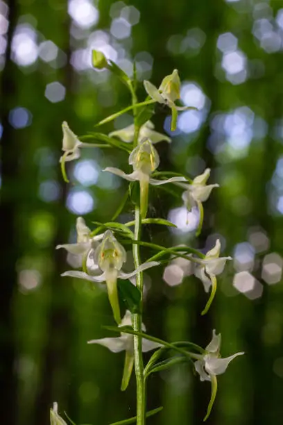 Platanthera bifolia, commonly known as the lesser butterfly-orchid is a species of orchid in the genus Platanthera. Blossom in the forest.