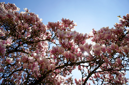 Magnolia tree in bloom with pink flowers against a blue sky on the bush