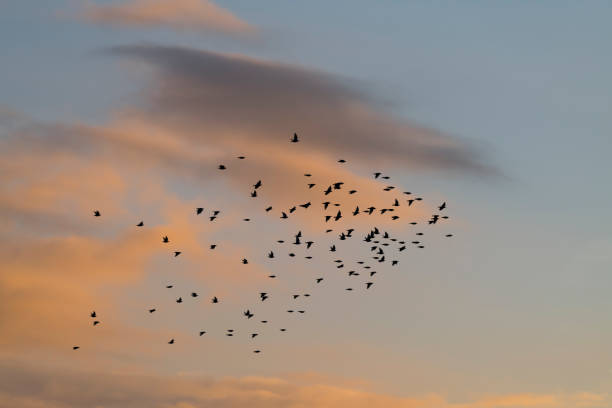 istock Flock of crows in the sky in the evening light 1648587052