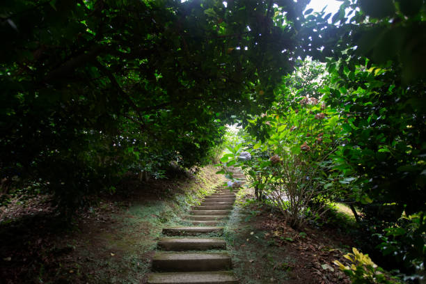istock Concrete path leading to a shady garden. 1648589887