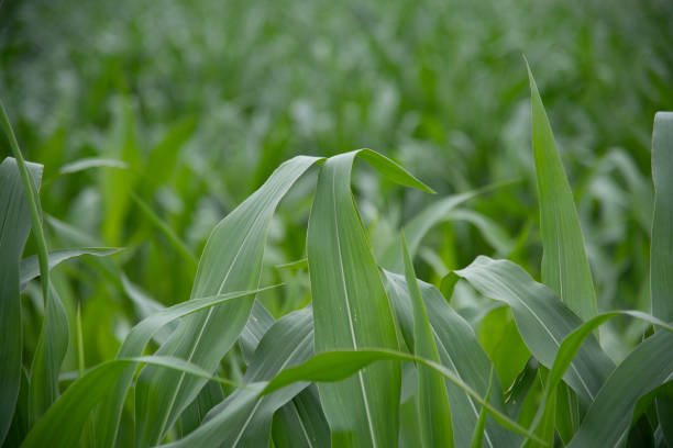 istock Close up of a corn field in summer 1648593285