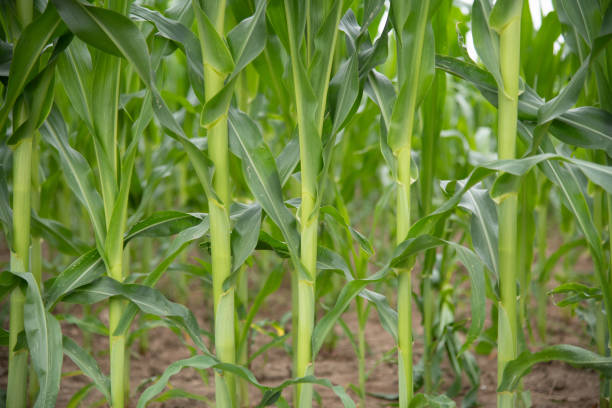 istock Close up of a corn field in summer 1648593824