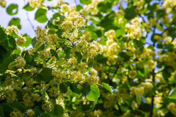 istock Tilia cordata linden tree branches in bloom, springtime flowering small leaved lime, green leaves in spring daylight 1648600306