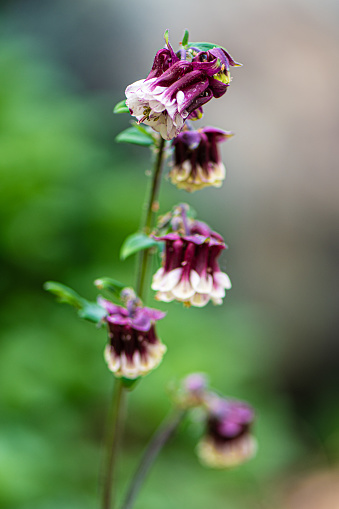 Columbine Flower