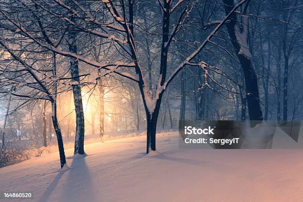 Winter Park And Light Behind The Trees Stock Photo - Download Image Now - Bare Tree, Beauty In Nature, Blue