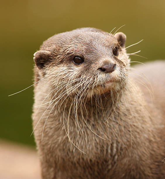 loutre cendrée - oriental short clawed otter photos et images de collection