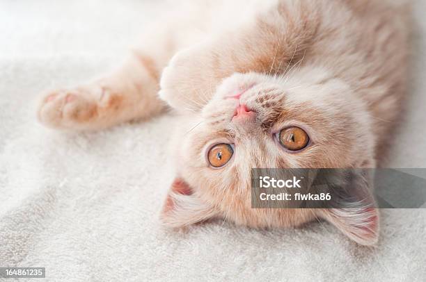 Foto de Filhote De Gato Fofo e mais fotos de stock de Animal - Animal, Branco, Filhote de Gato