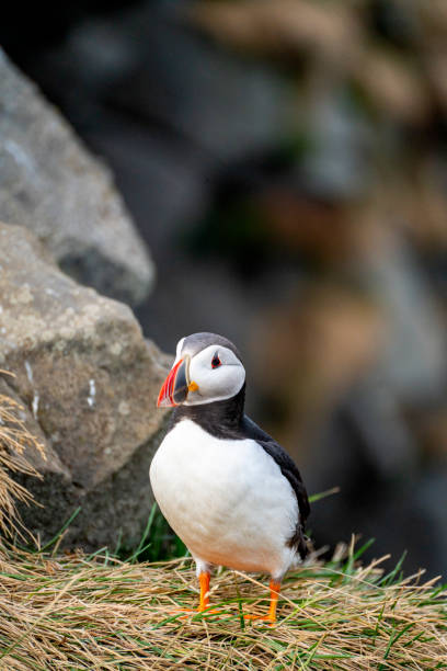 istock Atlantic puffin in iceland coastline 1648615397