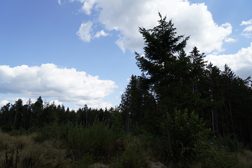 Forest dieback due to climate change, drought and storms and deforestation as a raw material