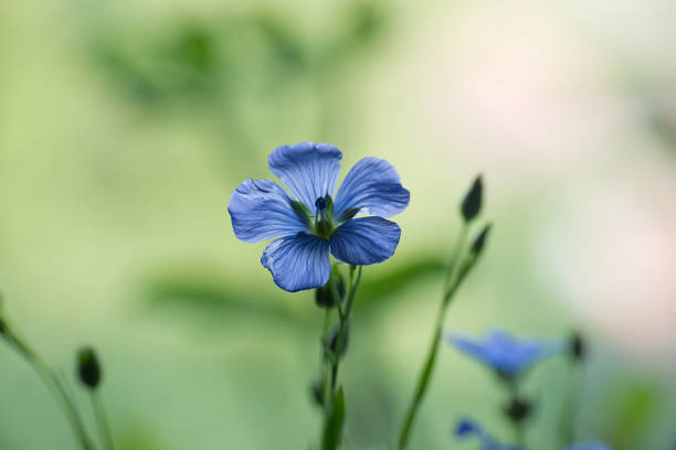 istock Flax (linseed) flower over blurred background 1648616602