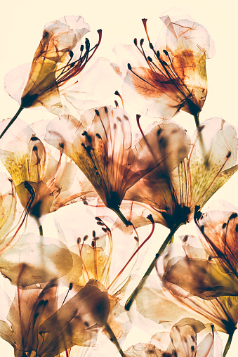 Beautiful dried blossoms of Rhododendron isolated on toned background  from sweden nature