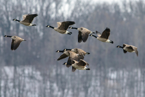 a flock of Canadian geese grazing on the grass in the park