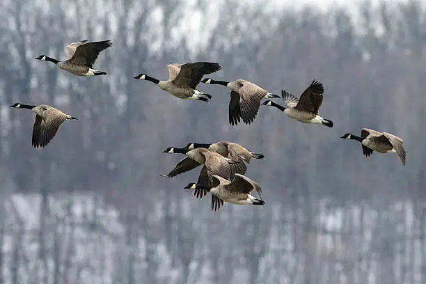 A flock of Canada geese flys with a wooded background behind them
