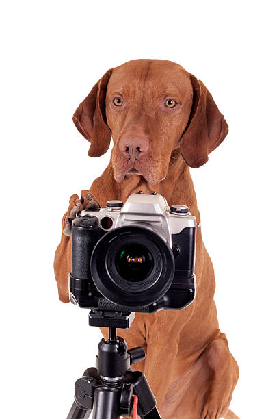 istock It's my turn to take pictures 164863465