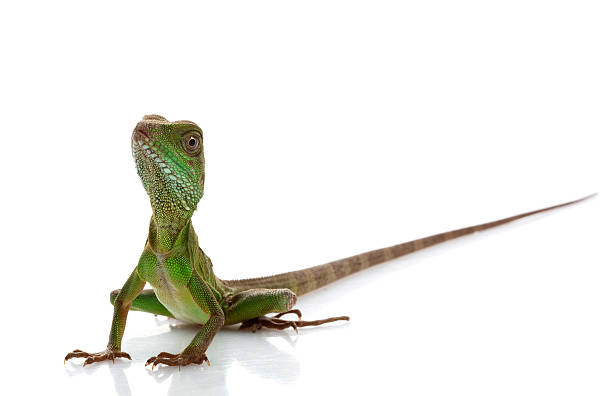 istock Baby Chinese Water Dragon 164863754