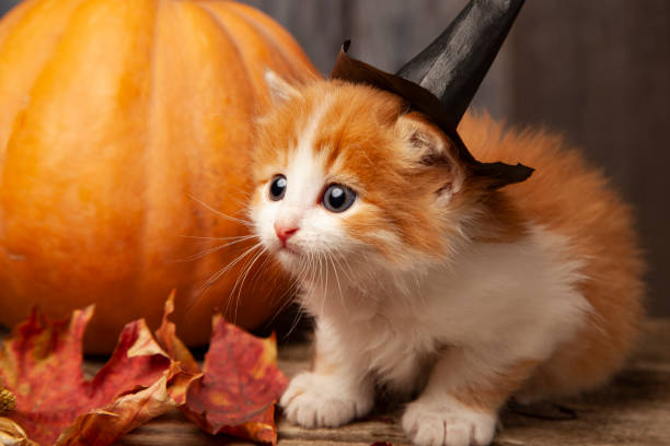 istock ginger kitten and Halloween pumpkin jack-o-lantern and on wood b 1648638746