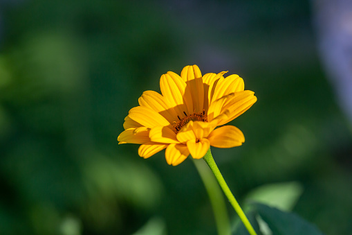 Close-up of yellow-green bud of Tagetes plant with blurred background with flowers and leaves