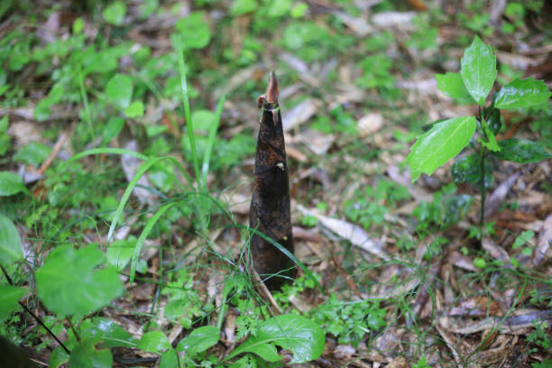 Madake bamboo shoots that grow wild in the mountains
