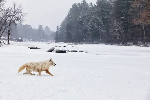 Arctic wolf profile walking along the frozen river.  Winter scene with freezing mist.