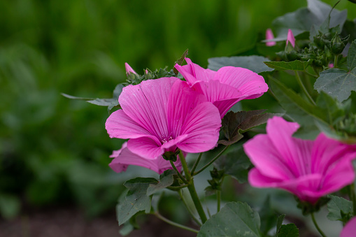 Rose mallow flower on a green background on a sunny summer day macro photography. Blooming garden annual mallow flower with pink petals closeup photo in summer.