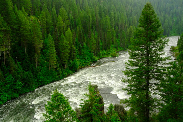 Pine forest in rain water with waterfall river flowing lush green foliage