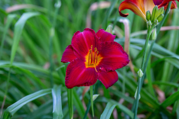 istock Blooming red lily on a green background on a summer sunny day macro photography. 1648663473