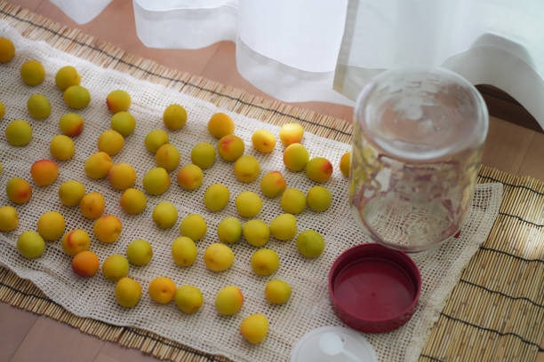 istock Drying Nanko plums and glass bottles indoors 1648664110