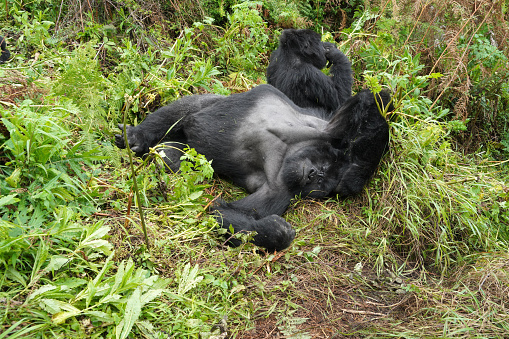 Gorilla of mountains in Virunga national Park near Kisoro in Uganda