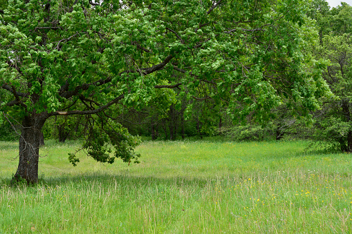 grassy field with oak trees in the forest in cloudy day copy space