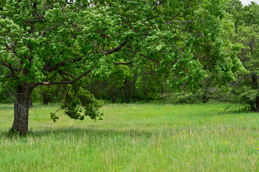 Lone oak in the early morning, summer sun. 