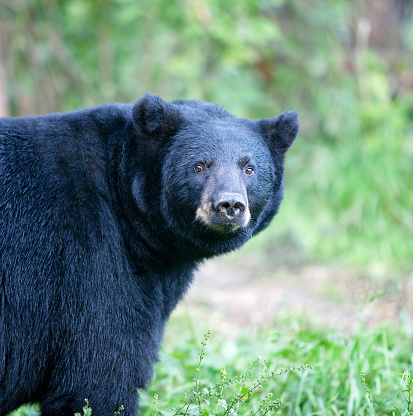 Head and shoulders image of a wild American black bear turning to look at the camera.  Hyperphagia season in late summer in Northern Minnesota