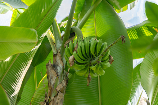 Zurich, Switzerland, July 14, 2023 Musa X Acuminata or Thai Banane tree at the botanical garden